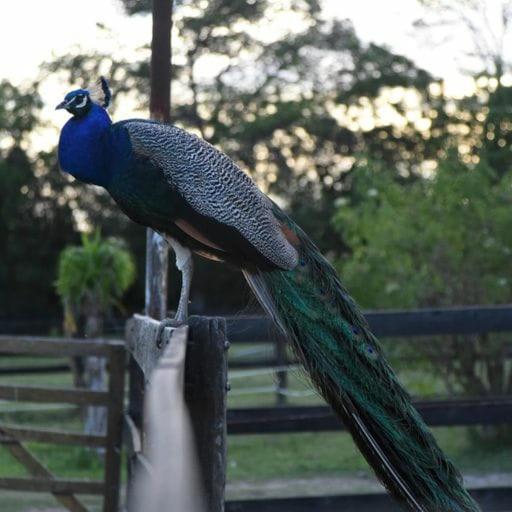 Finca La Pasionaria - Conectandonos Villa Belén de Escobar Buitenkant foto